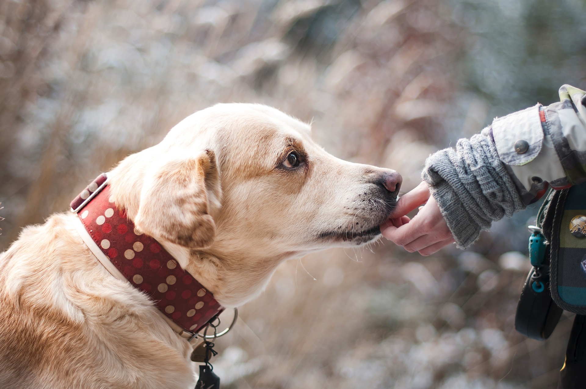 Understanding Dog Behavior